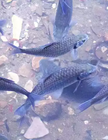 Aquaculture