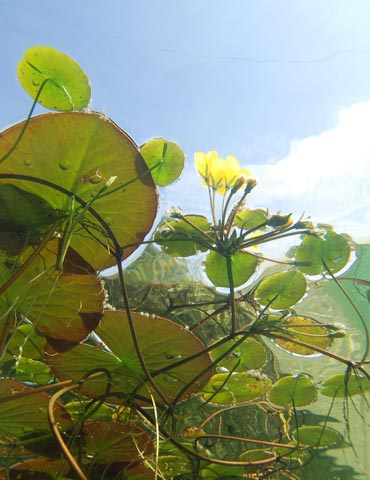 Floating Plants