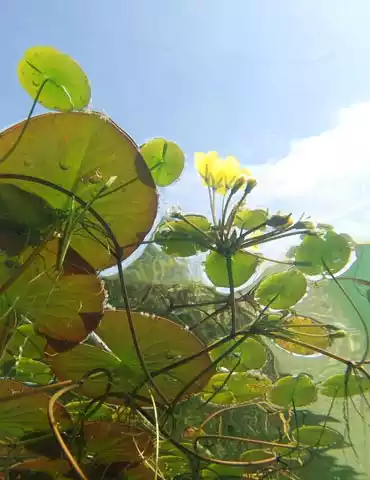 Floating Plants