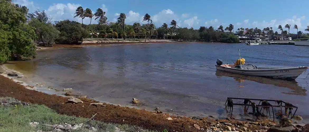 seaweed containment boom