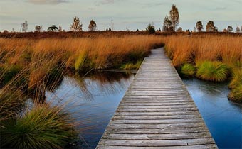 Nature preserve walkway