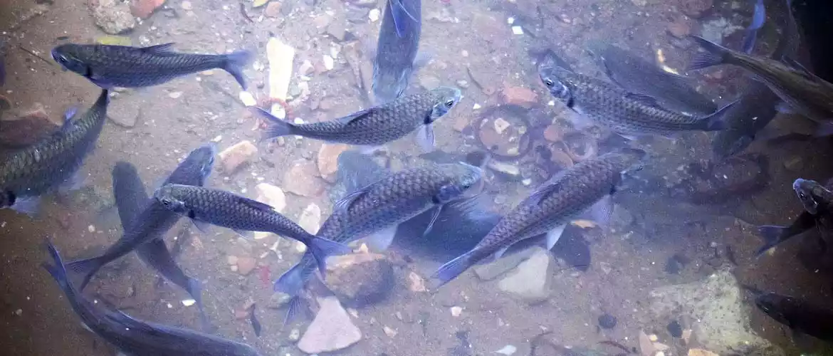 fish farming