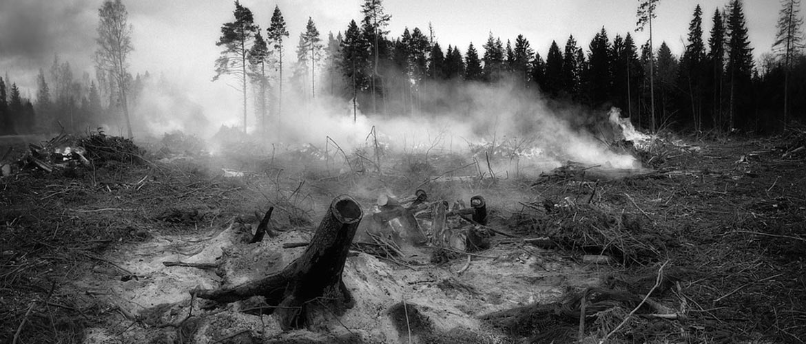 Wildfire recovery