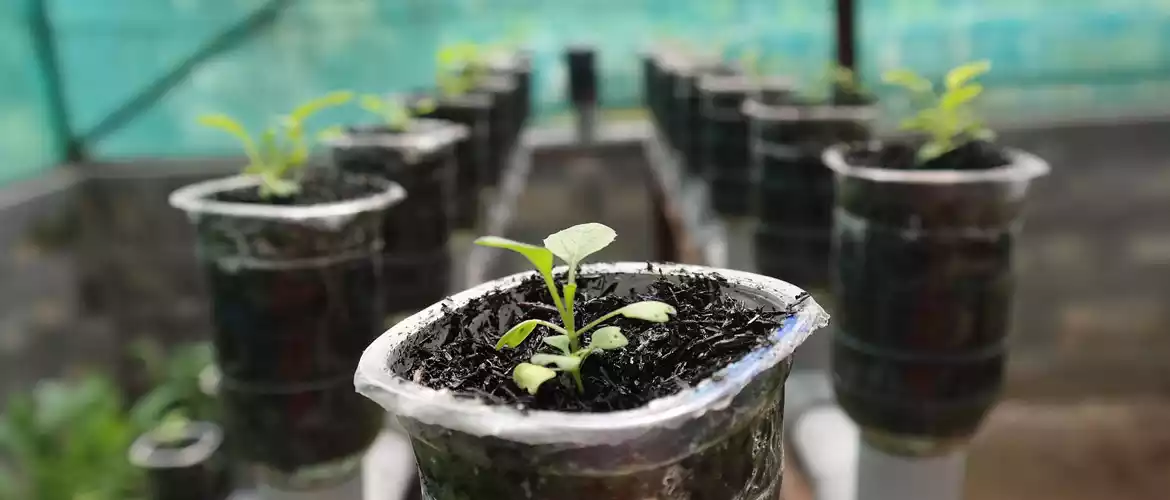 Hydroponic Farming with Aquaculture Tanks