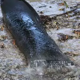 dewatering sock in use