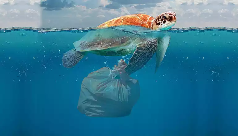 sea turtle trapped by plastic pollution