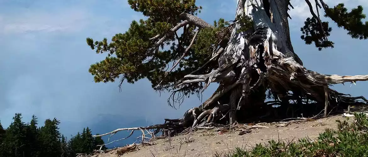 Soil erosion around tree